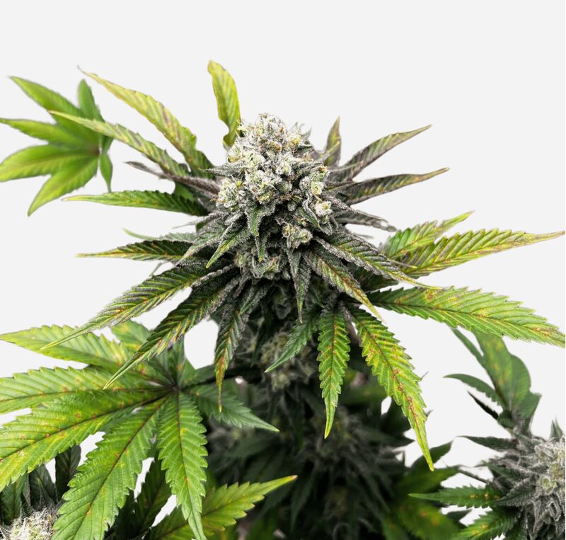 Vanilla Diesel genetics, Фасовка: 5+2